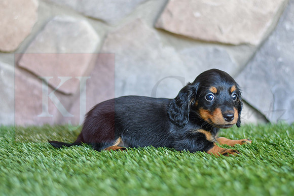 Sterling_F_0593_Mini Dachshund-4