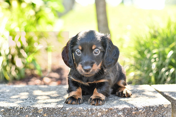 Zander_M_0590_Mini Dachshund-1