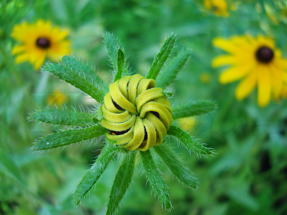 Ready to Blossom