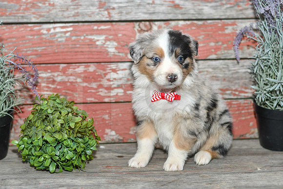 Euro_M_Australian Shepherd-1
