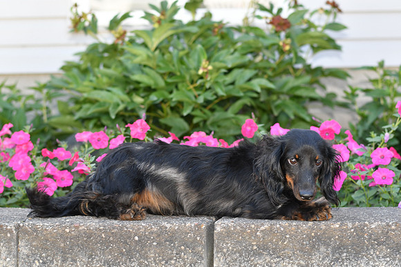 Jaydon_M_05.08.21_11#_LH Mini Dachshund-1