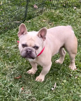 Duramax_M_Frenchie_2
