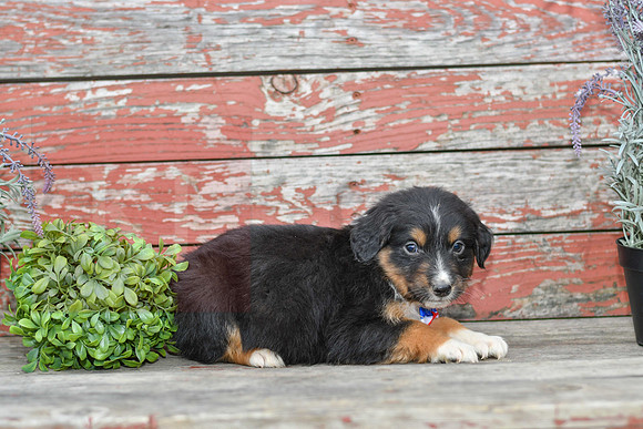 Estras_M_Australian Shepherd-3