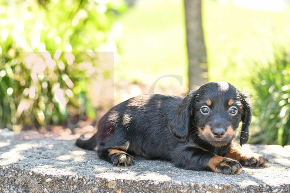 Zander_M_0590_Mini Dachshund-4