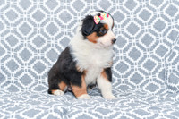 Georgia_F_5787_Australian Shepherd-2