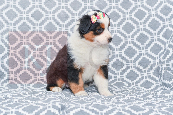 Georgia_F_5787_Australian Shepherd-2