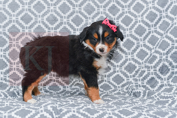 Gracie_M_5789_Australian Shepherd-5