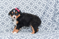 Gracie_M_5789_Australian Shepherd-4