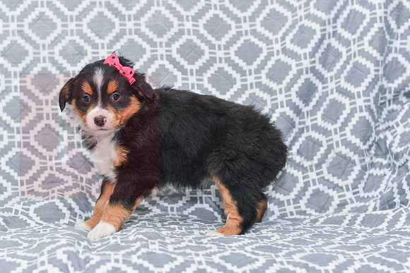 Gracie_M_5789_Australian Shepherd-4
