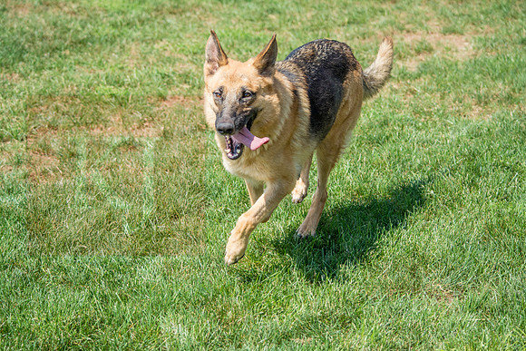 160916_QuailCreek Kennel_150