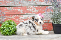 Easter_F_Australian Shepherd-3