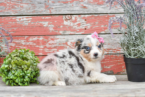 Easter_F_Australian Shepherd-3