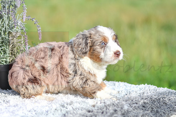 Marley_M_4914_Aussiedoodle-1212