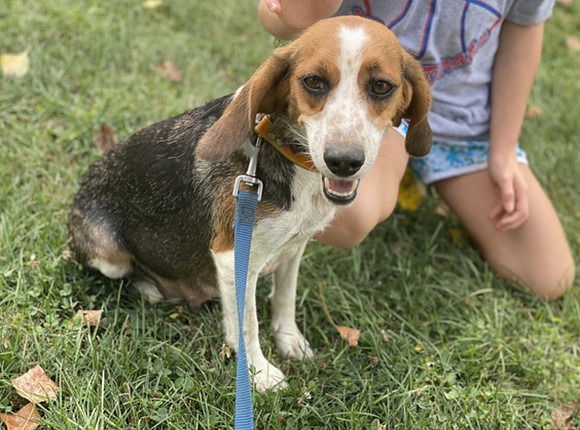 Kate.F.Beagle.28lbs.