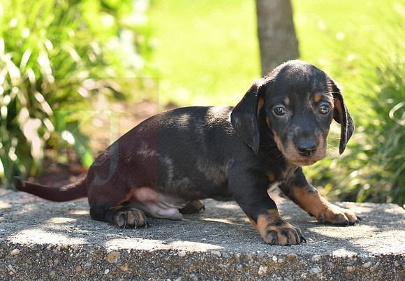 Zeb_M_0588_Mini Dachshund-4