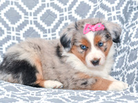 Gabriel_F_5780_Australian Shepherd-4