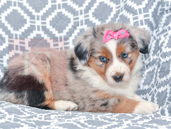 Gabriel_F_5780_Australian Shepherd-4