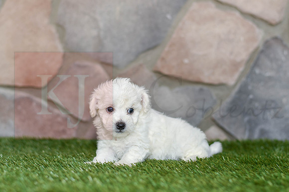 Jami_F_0585_Bichon-3