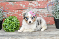 Easter_F_Australian Shepherd-1