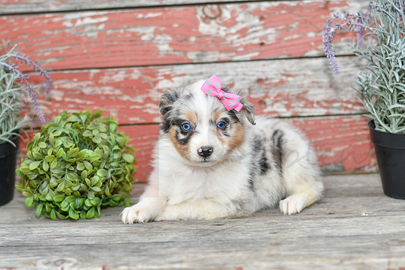 Easter_F_Australian Shepherd-1