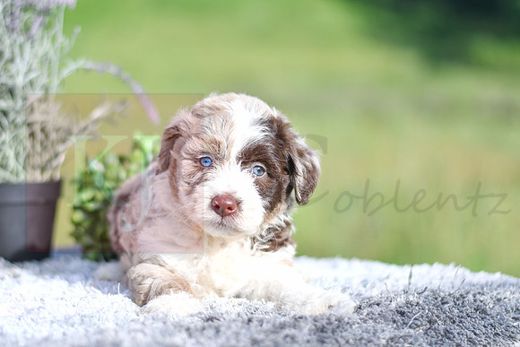 Molly_F_4903_Aussiedoodle-1225