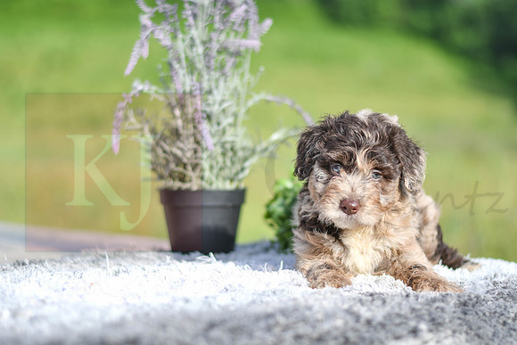 Maryah_F_4906_Aussiedoodle-1237