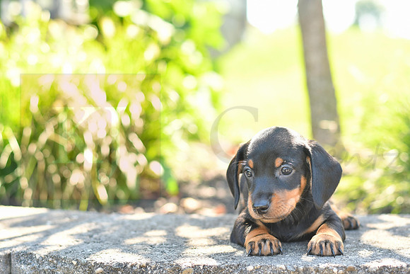 Zachery_M_0589_Mini Dachshund-1