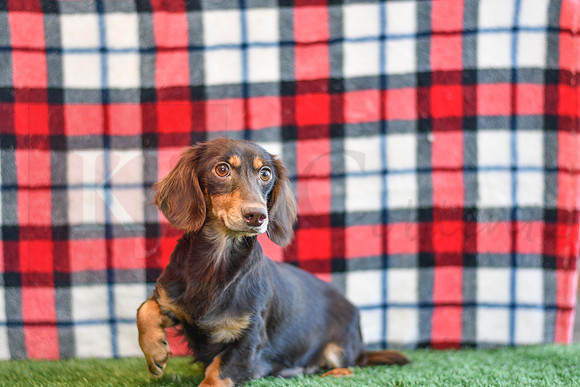 Missy_Mini Dachshund_AKC-8214