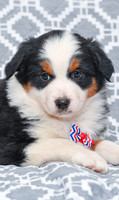 Gavin_M_5785_Australian Shepherd-5