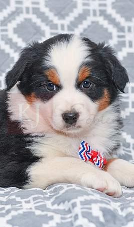 Gavin_M_5785_Australian Shepherd-5