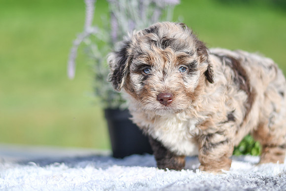 Maci_F_4904_Aussiedoodle-1216