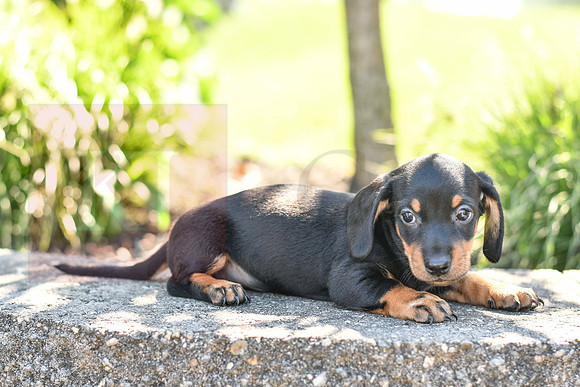 Zachery_M_0589_Mini Dachshund-4
