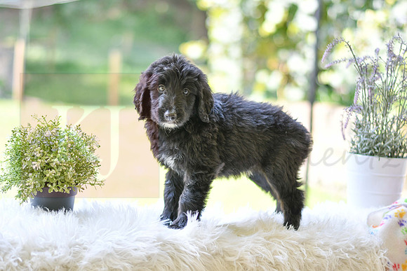 Morgan_M_0025_Aussiedoodle-3