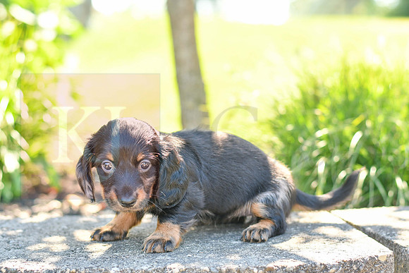 Zella_F_0591_Mini Dachshund-3