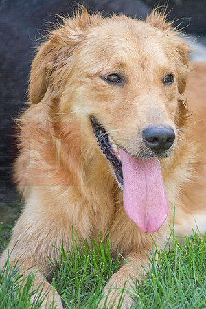 160916_QuailCreek Kennel_192