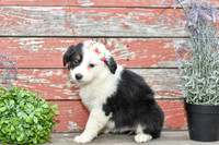 Emalynn_F_Australian Shepherd-1