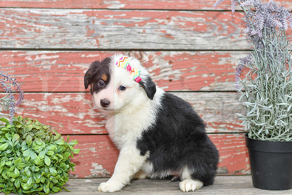Emalynn_F_Australian Shepherd-1