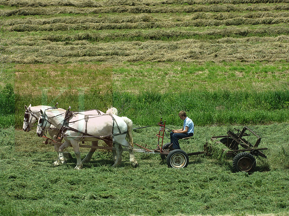 Amish boy mowing hay