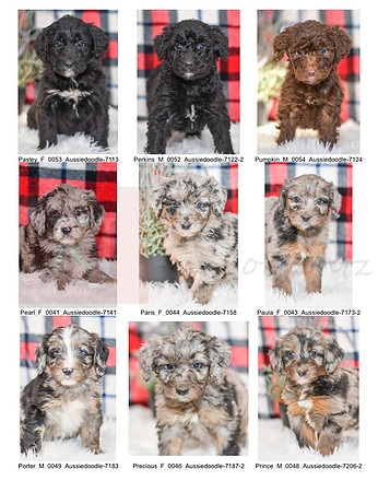 12.01.21 Aussiedoodles Litter Photo 1