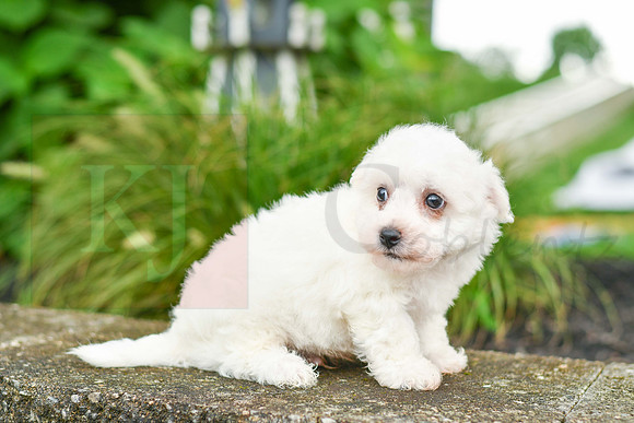 Ruger_M_0581_Bichon-3