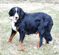 Missy_F_90#_AKC_Bernese Mt Dog