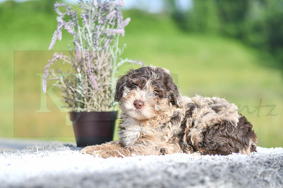 Maryah_F_4906_Aussiedoodle-1239