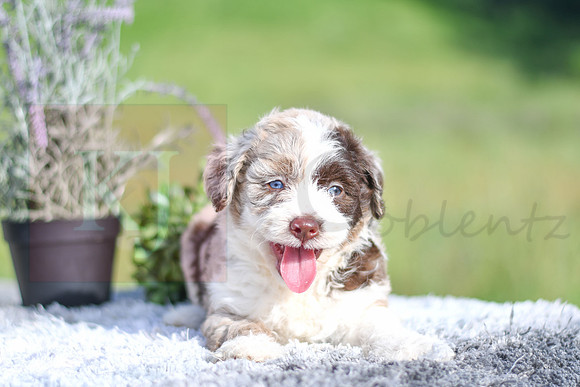 Molly_F_4903_Aussiedoodle-1227