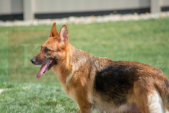 160916_QuailCreek Kennel_189