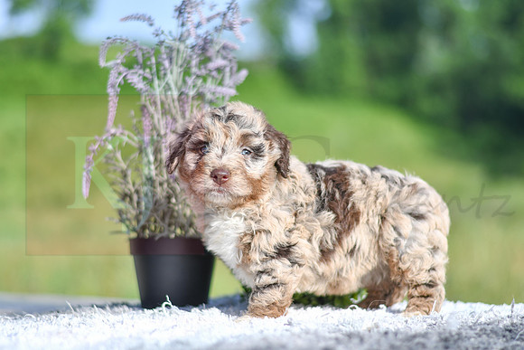 Maci_F_4904_Aussiedoodle-1221