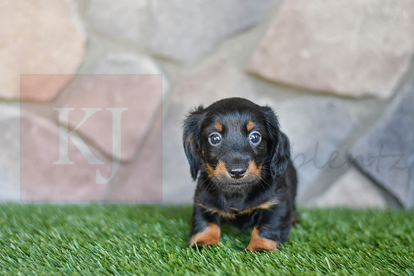 Stanton_M_0590_Mini Dachshund-1