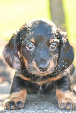 Zella_F_0591_Mini Dachshund-2