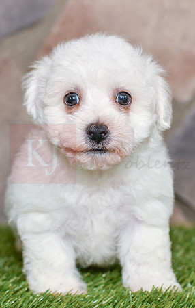 Koby_M_0581_Bichon-2