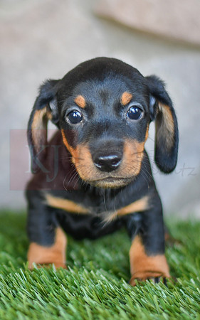 Sheffeild_M_0589_Mini Dachshund-1