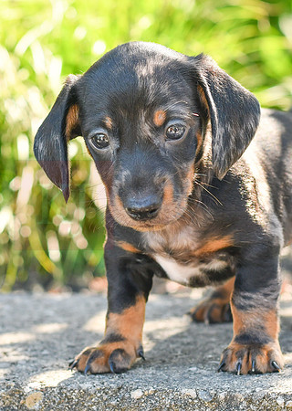 Zeb_M_0588_Mini Dachshund-2